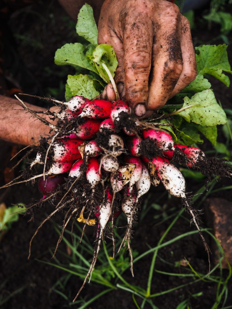 Freshly dug radishes ©BonFond