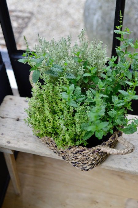 mint and thyme in the kitchen