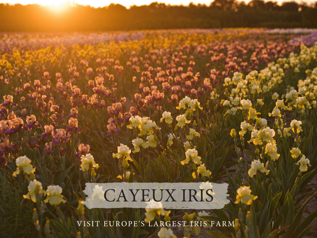 cayeaux iris farm in france, one of europe's largest iris farms