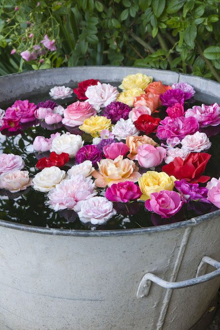 a large zinc tub with roses floating in it