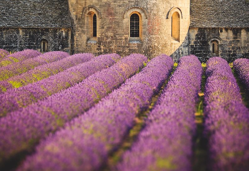 lavender field provence