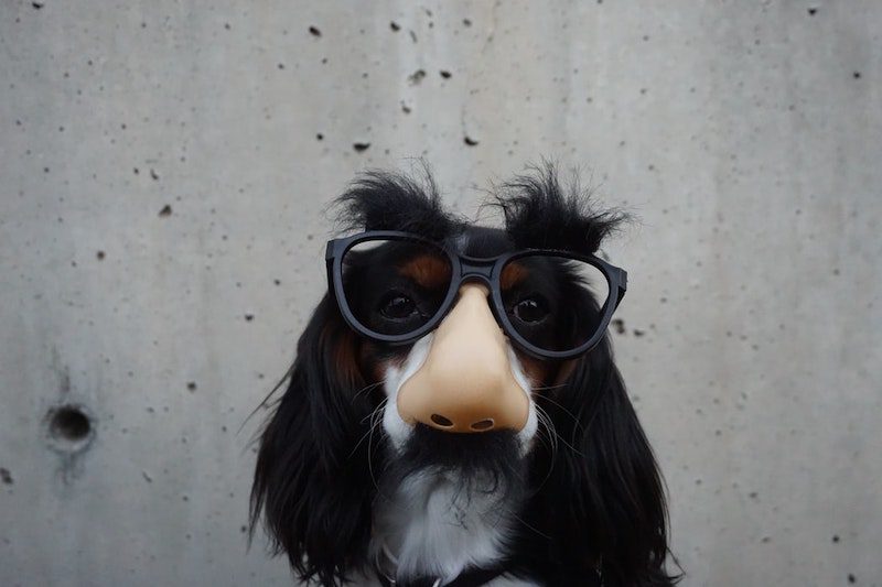 dog wearing fake nose and glasses