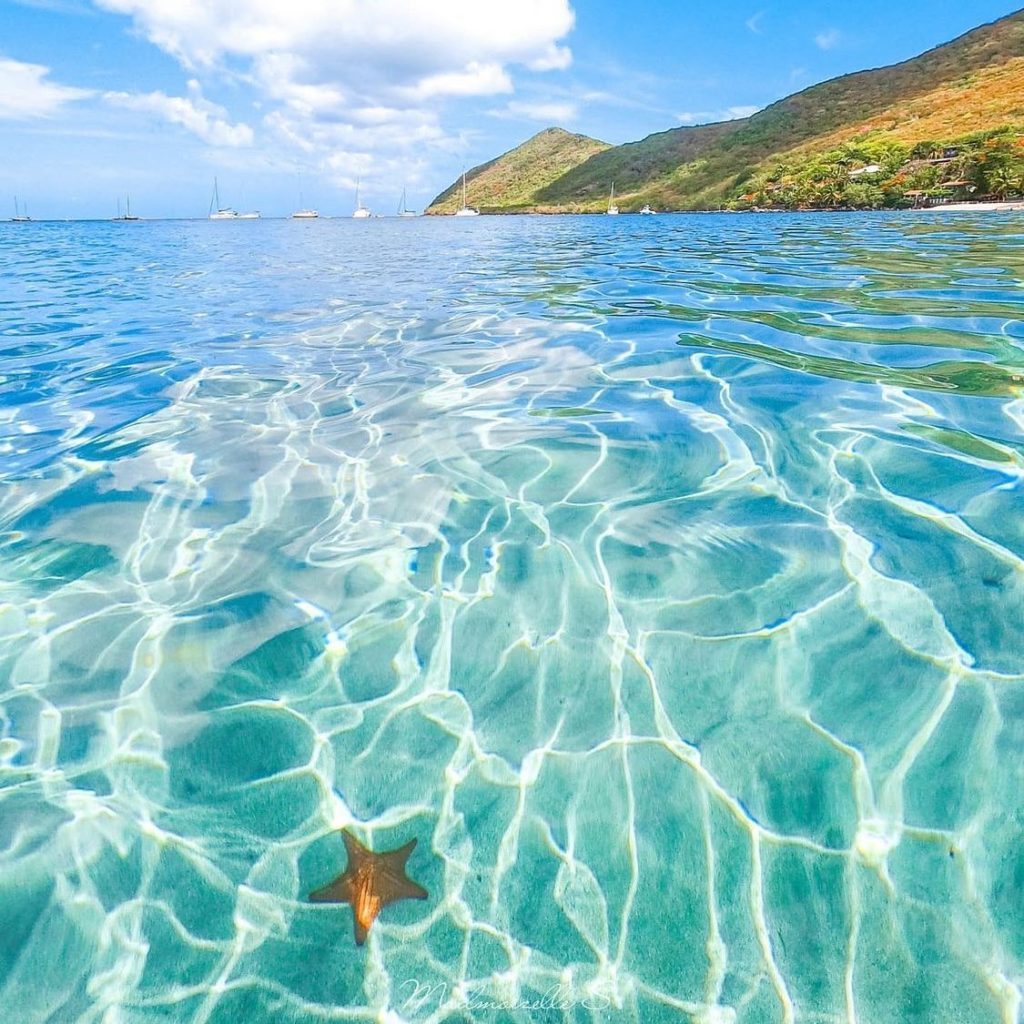 ocean with starfish