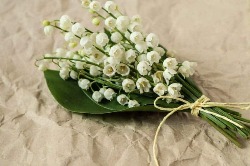 Bells of May Lily of the Valley